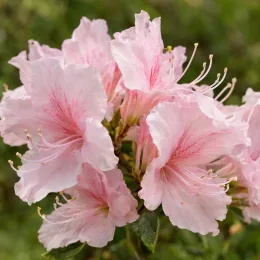 Azalée de chine 'Canescens' (Azalea mollis) — grappes de grandes fleurs rose pâle · Photo d'illustration