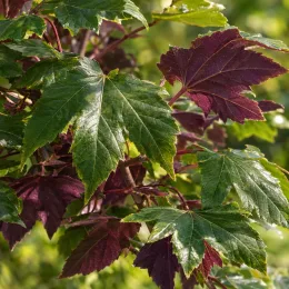 Érable sycomore 'Atropurpureum' (Acer pseudoplatanus) — feuillage vert et pourpre en gros plan