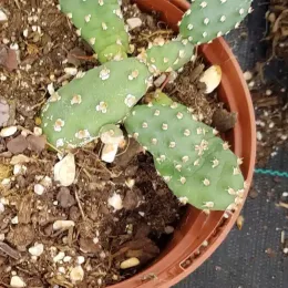 Figuier de barbarie 'Freiberg' (Opuntia fragilis) — cactus segmenté épineux en pot plastique · Pot 2.5L