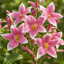 Jasmin blanc 'Summer scent' (Jasminum) — grappe de fleurs étoilées roses et blanches · Photo d'illustration