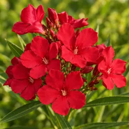 Laurier rose (rouge) — grappe de grandes fleurs rouges éclatantes · Photo d'illustration