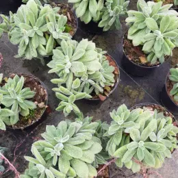 Echeveria (Echeveria pulvinata) — plusieurs rosettes succulentes duveteuses en pots noirs · Pot 2.5L
