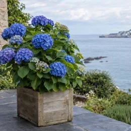 Hortensia 'Adria' (Hydrangea macrophylla) — buisson fleuri en pot devant vue sur mer · Photo d'illustration