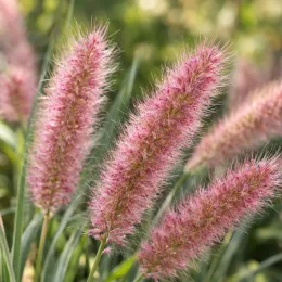 Herbe aux écouvillons (Pennisetum orientale) — épis plumeux roses en gros plan · Photo d'illustration