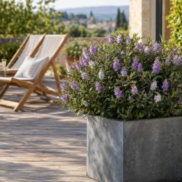 Véronique arbustive 'Wiri image' (Hebe) — arbuste fleuri aux épis mauves sur terrasse en bois · Photo d'illustration