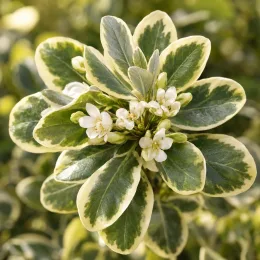Pittosporum de chine 'Nanum variegatum' (Pittosporum tobira) — petites fleurs blanches entourées de feuilles panachées