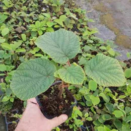 Kiwi 'Solo' (Actinidia deliciosa) — jeune plant à larges feuilles vertes en godet