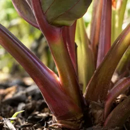 Oreille d'éléphant 'Pharaohs mask red' (Colocasia esculenta) — pieds robustes rougeâtres émergeant d'un paillis brun
