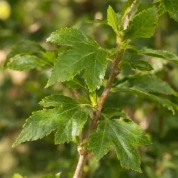 Hibiscus 'Eleonore' (Hibiscus syriacus) — gros plan sur feuillage vert dentelé