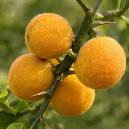 Orange trifoliée pomeroy 'Pomeroy' (Poncirus trifoliata) — gros plan de fruits ronds orangés duveteux