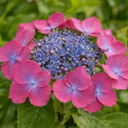 Hortensia 'Mousmee' (Hydrangea macrophylla) — inflorescence plate aux fleurs roses entourant un cœur bleu · Photo d'illustration
