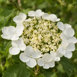 Viorne boule de neige 'Compactum' (Viburnum opulus) — ombrelle de petites fleurs crème bordée de grandes blanches · Photo d'illustration