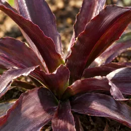 Plante ananas 'Purple' (Eucomis comosa) — feuillage pourpre en rosette sur terre nue