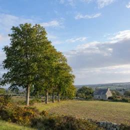Noyer hybride 'Ng23 caumont' (Juglans nigra) — alignement d’arbres en bordure de prairie rurale