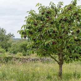 Cerisier 'Stella' (Prunus avium) — arbre isolé couvert de nombreuses cerises mûres