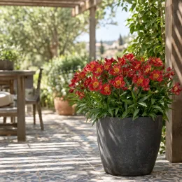 Alstrœmères (Alstroemeria) — plante fleurie rouge en grand pot sur terrasse · Photo d'illustration