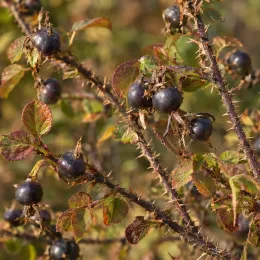 Rosier pimprenelle (Rosa pimpinellifolia) — rameaux épineux avec petits fruits ronds foncés · Photo d'illustration