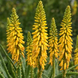 Aloes 'Artic jungle' — grappes de fleurs jaunes dressées, gros plan · Photo d'illustration