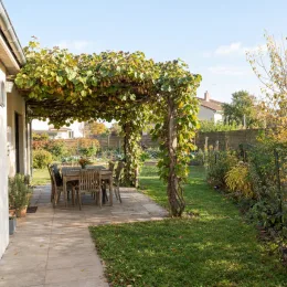 Kiwi 'Herma' (Actinidia deliciosa) — pergola couverte de feuillage au-dessus d’un salon de jardin · Photo d'illustration