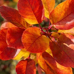 Arbre à perruque 'Flame' (Cotinus coggygria) — gros plan de feuilles rouges et orangées · Photo d'illustration