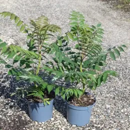 Sumac de virginie (Rhus typhina) — deux jeunes arbustes en pots sur graviers · Pot 5L