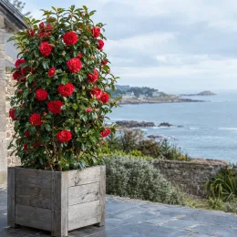 Camélia du japon 'Roger hall rouge' (Camellia japonica) — arbuste fleuri rouge en bac bois sur terrasse · Photo d'illustration