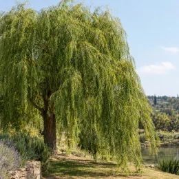 Saule pleureur 'Babylonica' (Salix) — grand arbre au port retombant près d'un étang