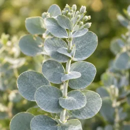 Gommier 'Baby blue' (Eucalyptus pulverulenta) — rameau aux feuilles rondes gris vert en gros plan · Photo d'illustration
