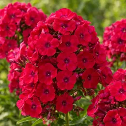 Phlox 'Tenor' (Phlox paniculata) — gros plan sur inflorescences rouges très denses · Photo d'illustration