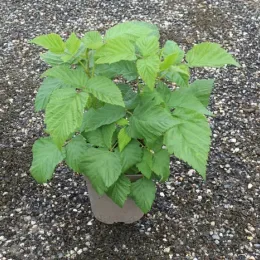 Framboisier 'Black jewel' (Rubus idaeus) — jeune arbuste feuillu en pot plastique · Pot 2L