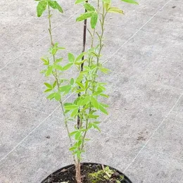 Bois puant (Anagyris foetida) — jeune arbuste élancé en pot de pépinière · Pot 2.5L