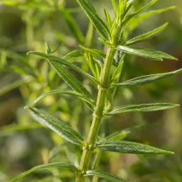 Menthe des cerfs 'Alba' (Mentha cervina) — gros plan sur tiges dressées et feuilles étroites vertes · Photo d'illustration