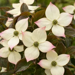 Cornouiller du japon 'Copacabana' (Cornus kousa) — fleurs étoilées crème bordées de rose · Photo d'illustration