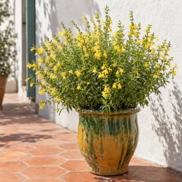 Sauge gregii 'Jaune' (Salvia gregii) — buisson à fleurs jaunes en pot vernissé sur terrasse · Photo d'illustration
