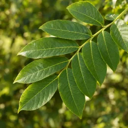 Noyer hybride 'Mj209 baccarat' (Juglans major) — rameau avec grandes folioles ovales vert brillant