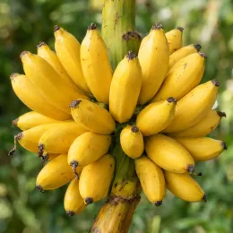 Bananier à fruits comestibles 'Dajiao' (Musa sikkimensis) — gros régime de petits fruits jaunes groupés · Photo d'illustration