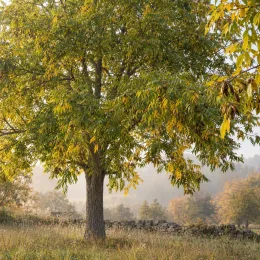 Pacanier à noix de pécan (Carya illinoinensis) — grand arbre isolé dans un pré broussailleux · Photo d'illustration