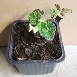 Framboisier rampant de taïwan (Rubus hayata-koidzumii) — jeune plant feuillu dans pot carré noir · Godet