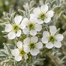 Arbre à thé 'Silver ice' (Leptospermum) — fleurs blanches ouvertes sur feuillage gris duveteux · Photo d'illustration