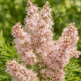 Fausse spirée à feuilles de sorbier 'Pink hopi' (Sorbaria sorbifolia) — grappes de petites fleurs plumeuses roses · Photo d'illustration