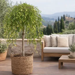 Caraganier de sibérie 'Pendula' (Caragana arborescens) — arbre pleureur en pot sur terrasse aménagée