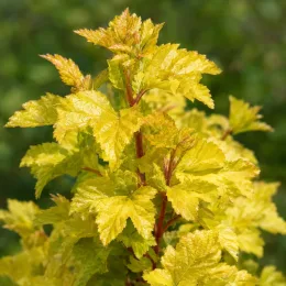Physocarpe doré 'Dart s gold' (Physocarpus opulifolius) — feuillage jaune doré sur tiges rouges · Photo d'illustration