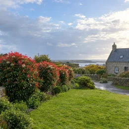 Photinia 'Red light' (Photinia fraseri) — arbustes au feuillage rouge bordant une pelouse