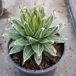 Agave victoria reginae — rosette succulente verte bordée de blanc en pot · Pot 2.5L