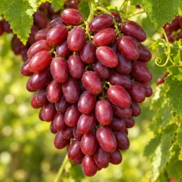 Vigne 'Crimson seedless' (Vitis vinifera) — grosse grappe de raisins rouges bien mûrs · Photo d'illustration, photo 3