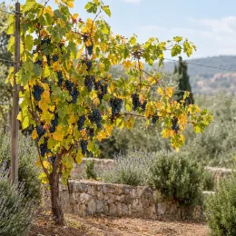 Cépage noir malbec 'Cot' (Vitis vinifera) — pied de vigne palissé chargé de grappes · Photo d'illustration
