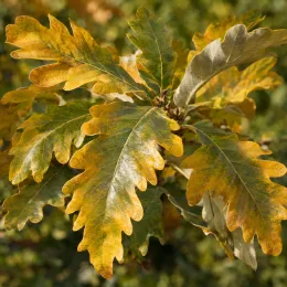 Chêne (Quercus) — feuilles lobées aux teintes vertes et jaunes · Photo d'illustration