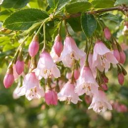 Styrax du japon 'Pink chimes' (Styrax japonica) — grappes de petites clochettes roses retombantes · Photo d'illustration