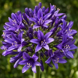 Agapanthe 'Pitchoune ® violet' (Agapanthus) — gros plan d’une ombelle de fleurs violettes · Photo d'illustration
