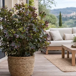 Plante à feuillage 'Moas toes' (Pseudopanax lessonii) — arbuste au feuillage dense sur terrasse aménagée